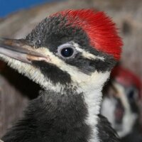 SWVAWildlifeCenter 1-540-798-9836(@SWVAWildlife) 's Twitter Profile Photo