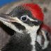SWVAWildlifeCenter 1-540-798-9836 (@swvawildlife) Twitter profile photo SWVAWildlifeCenter 1-540-798-9836 (@swvawildlife) Twitter profile photo
