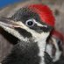 SWVAWildlifeCenter 1-540-798-9836 (@SWVAWildlife) Twitter profile photo