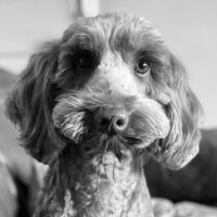 The Woof of All Treats. (@radford77000) 's Twitter Profile