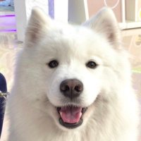 ことは (@kc_menkth) 's Twitter Profile