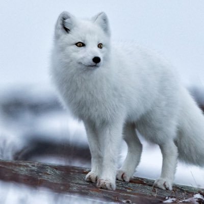 21 y/o - Arctic Fox - Autistic College Student - Music Lover