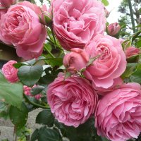 Kimiko_Kojima (@may_kimiko_k) 's Twitter Profile Photo