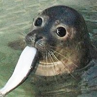 popii (@popii00_) 's Twitter Profile