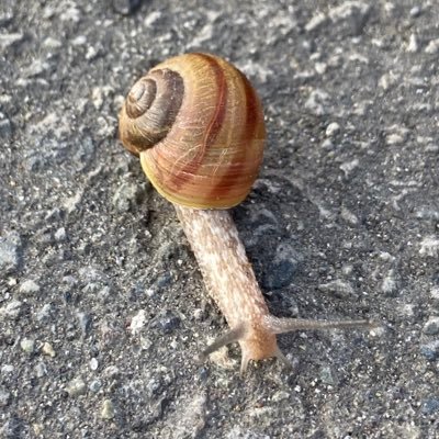 ayamika77's profile picture. 北海道民 釣り イカ各種、サクラ、ヒラメ←New