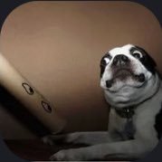 Ricorosgi's profile picture. 