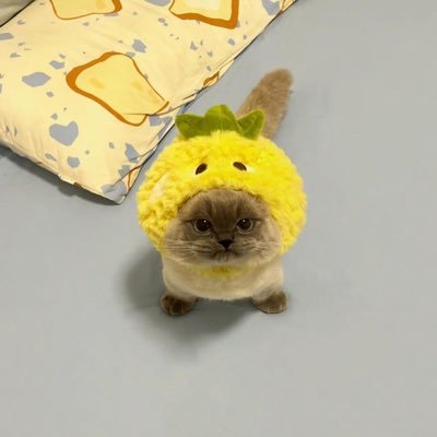 meow meow meow meow