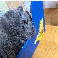 sora (@sora_neko823) 's Twitter Profile