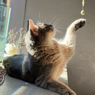 nemuさんのプロフィール画像