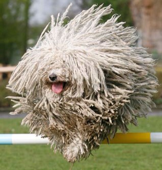 piumettaleggera's profile picture. 