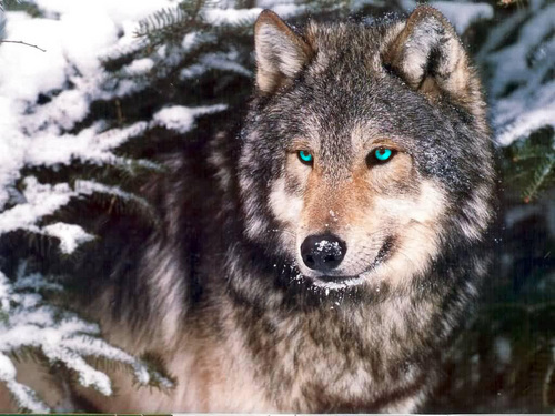 ShamelessPride's profile picture. Robbed of my chance at leadership many years ago. Now a loner, a proud and dangerous male wolf, searching for a second chance.