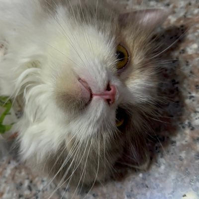 Caddly_pybara's profile picture. who doesn't want to cuddle capybara