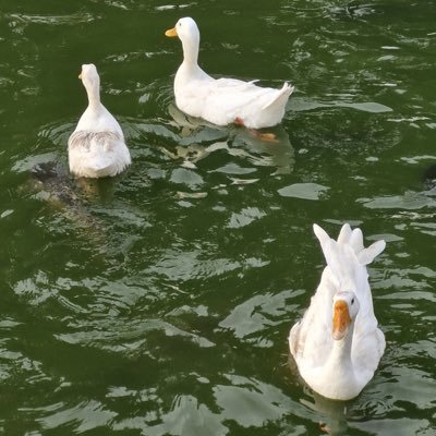 n0turw1fey's profile picture. 