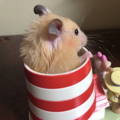 しげぞう OEM Style Gloss Grey and Matte Black - 2019 To 2023 ZX-6R