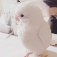 インコを探してます福岡 (@miho22t) 's Twitter Profile Photo インコを探してます福岡 (@miho22t) 's Twitter Profile Photo