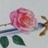 La rose et le glaive