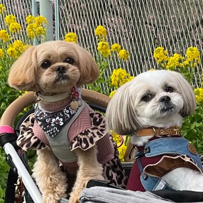レクビィPlace SLで夫婦二人と🐶🐶で旅行に行ったりしてます。ハーレー(flhtcutg)が新しく加わりました💨 よろしくお願いします。