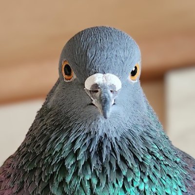 猫と鳥(特に鳩とカラス)大好き🐱🐦⬛∗*゚💞
ぽよ(ドバト♂7才)
もーにゃん(ネコ♀16才)
とにかく鳥さん猫さんが見たいポ!😊💓
家庭料理や酒の肴を見るのも好きです🍶🍺😋
無言フォロお許しを(*ᴗ ᴗ)”
I do not reply to direct messages.