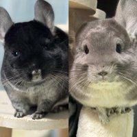 チンチラのチュピのすけ🐭チャムころう🐭 (@raiki_angels) 's Twitter Profile Photo チンチラのチュピのすけ🐭チャムころう🐭 (@raiki_angels) 's Twitter Profile Photo