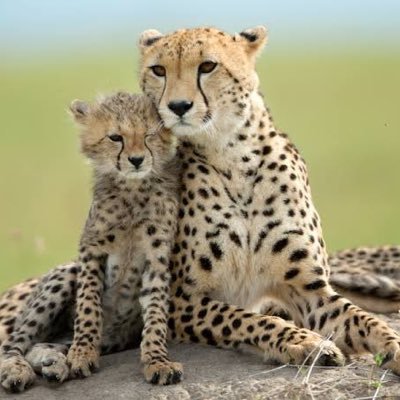 #cheetah
