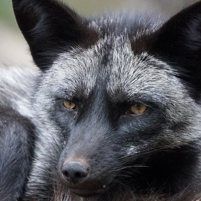 eclecticwords's profile picture. Finding peace in the smoke... #cigarmoments on this path to never again, it comes to me like an epiphany, I am a sophisticated melancholy cigar smoker.