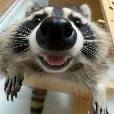 socks7001's profile picture. tea drinker 🇬🇧
crumpet eater🇬🇧
traffic cone stealer 
furry creature 
I haven't showed in 48 months

(rest in paradise snowball/deernuki)❤️