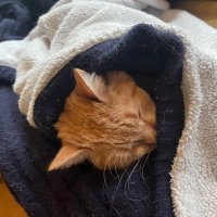 Will (@simon_el_gato__) 's Twitter Profile Photo Will (@simon_el_gato__) 's Twitter Profile Photo