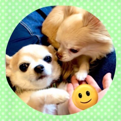 🐶マーチ2010.3.30♀🐶メイちゃん2010.5.20♀ 15歳チワワおばあちゃんズ🐾ふたりとも心臓病・僧帽弁閉鎖不全症、マーチは腎臓病も🙂マメ達の日々の出来事を、ママちゃんが投稿〜😊備忘録は昔の思い出話✏️なかよくしてね☀️(U •́ .̫ •̀ U)わんわん🐾 主はフロンターレ&ゆずが好きです🙌