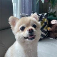 Junho (@junhocodm) 's Twitter Profile