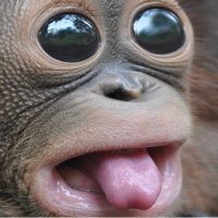sweetbabymonkeys (@experiencehaver) 's Twitter Profile Photo sweetbabymonkeys (@experiencehaver) 's Twitter Profile Photo