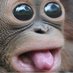 sweetbabymonkeys (@experiencehaver) Twitter profile photo sweetbabymonkeys (@experiencehaver) Twitter profile photo