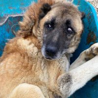 reddymaddy (@yucincik) 's Twitter Profile