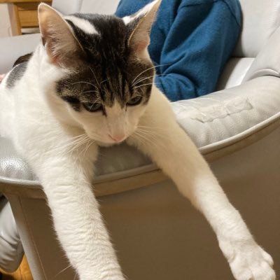 遅れて来たダメ人間。サブカル好き。家族と猫2匹と慎ましく楽しく暮らすひとりもん。趣味は旅行、文通、ウクレレ、料理、コラージュ、ひとカラ、肉体改造。憧れの人は森茉莉、初恋の人はサイボーグ009と百鬼丸