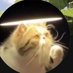 catfatherb (@catfatherb) Twitter profile photo catfatherb (@catfatherb) Twitter profile photo