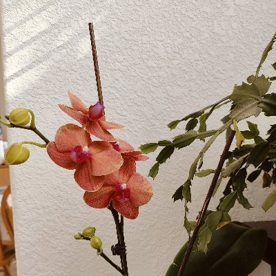 DrbEcon's profile picture. Teach Econ-  CUBoulder.
Mom - wife - dancer - recipe reader. Arm.chair athlete.