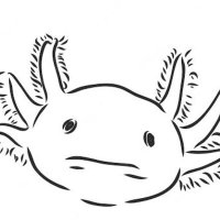 AxolotlMEDIA Oficial (@axolotlmediao) 's Twitter Profile