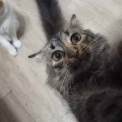 TatoGmz_'s profile picture. Cristo Vence