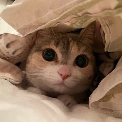 wizxhiding's profile picture. 