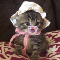 shretty (@itsshretty) 's Twitter Profile