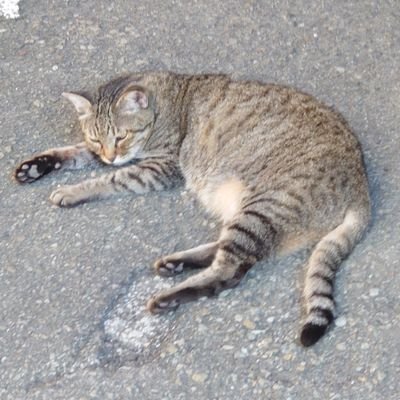 まいにちDearなおしゃ5おじさん。かおりすと。パラドゲー初心者（）。呟き頻度低めです。EU5楽しみ。