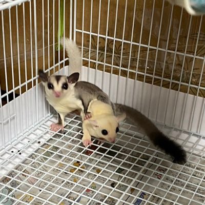 フクモモの飼いぬち。もも(︎︎ ♀)、愛心(︎︎ ♀)、斗愛(♂)、彩葉(︎︎ ♀)、もも&斗愛夫婦のこども香純(︎︎ ♀)と一緒に戯れてます。
