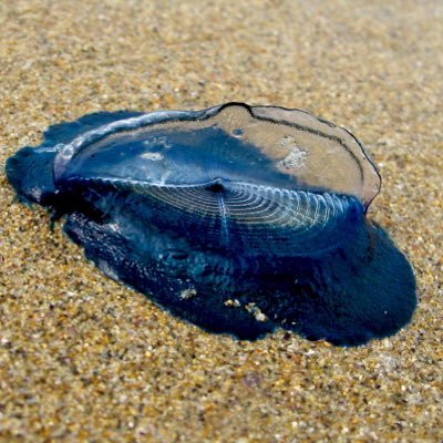 By-the-wind-sailor. I am an aquatic animal found on the surface of the ocean in warm and temperate waters. #PH533 Homework Assignment for #CSUSMmph