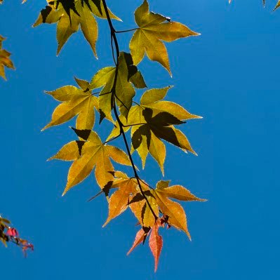 wwww51129's profile picture. 撮りたい瞬間を撮る📸今までの〜これからのをのせたい＊ #写真好き #カメラ好き #写真好きな人と繋がりたい #カメラ好きな人と繋がりたい #趣味