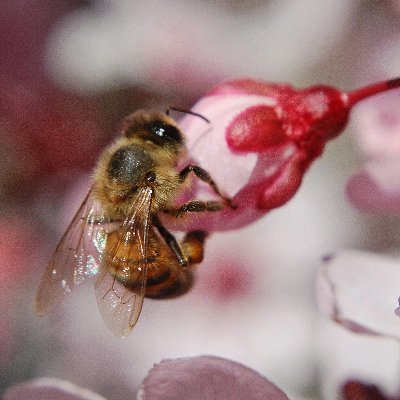 arts, gurushots, felting, foraging, eco-systems, anthros ♥
A founder of Bloomin' Nature biodiversity reestablishment project
please help save native plants!