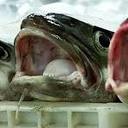 James Lambert - @FishbytheFrog - Twitter