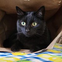 Wil (@wilsuxatgaming) 's Twitter Profile