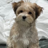 まめぽん。 (@bb_chapy) 's Twitter Profile