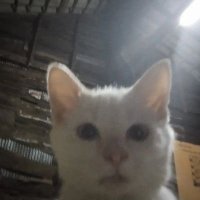 kaldagmaster69 (@blasterized) 's Twitter Profile