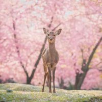 しか (@qu_shika) 's Twitter Profile Photo