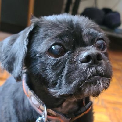 BronxPCTech's profile picture. Chilling in New York.